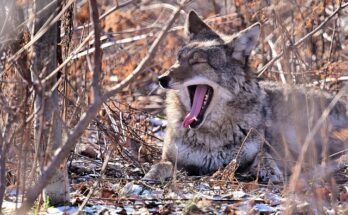 Coyotes Teeth